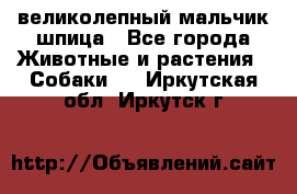 великолепный мальчик шпица - Все города Животные и растения » Собаки   . Иркутская обл.,Иркутск г.